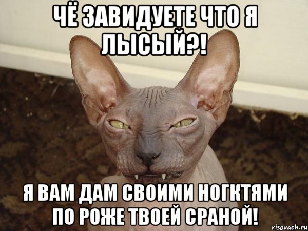 Чё завидуете что я лысый?! Я вам дам своими ногктями по роже твоей сраной!, Мем  Злой котик