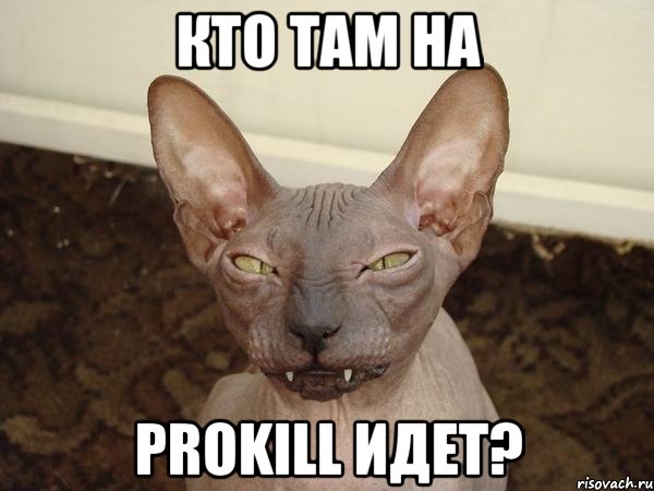 Кто там на prokill идет?, Мем  Злой котик