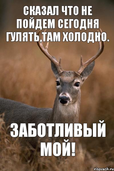 Там холодно. Заботливый олень. Пойдем гулять сегодня. Холодно гулять. Сегодня гуляем.