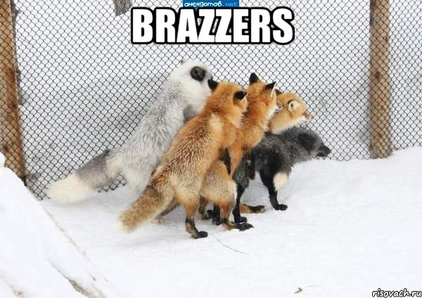 brazzers , Мем лисы