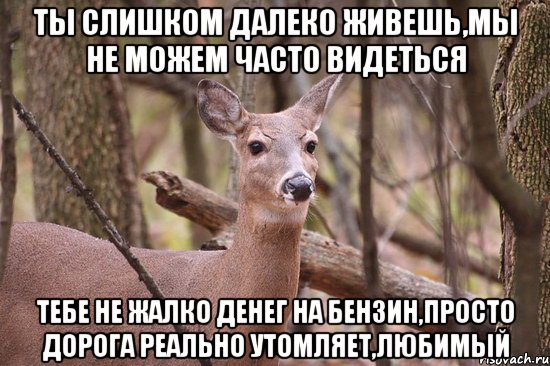 ты слишком далеко живешь,мы не можем часто видеться тебе не жалко денег на бензин,просто дорога реально утомляет,любимый, Мем Наивная олениха