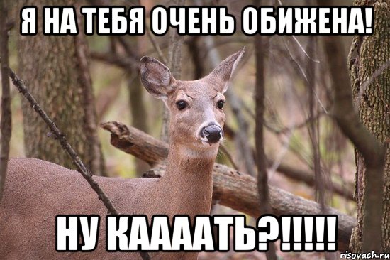 Я на тебя очень обижена! Ну Каааать?!!!!!, Мем Наивная олениха