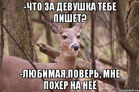 -Что за девушка тебе пишет? -Любимая,поверь, мне похер на неё, Мем Наивная олениха