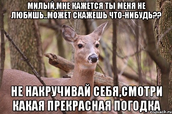 милый,мне кажется ты меня не любишь..может скажешь что-нибудь?? не накручивай себя,смотри какая прекрасная погодка, Мем Наивная олениха