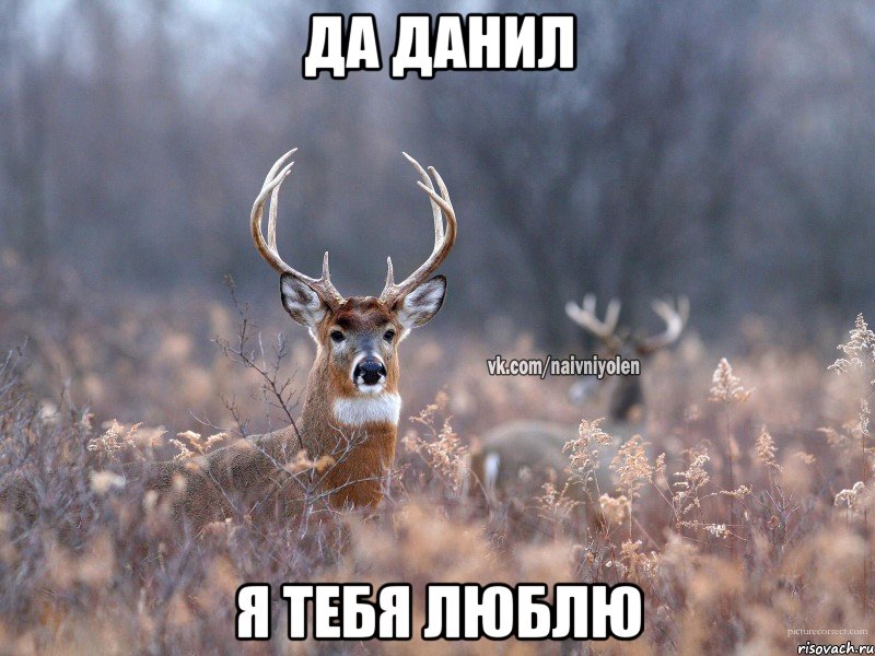 Да данил Я тебя люблю