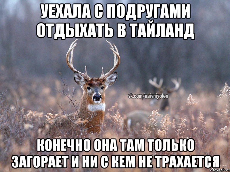 Уехала с подругами отдыхать в Тайланд Конечно она там только загорает и ни с кем не трахается, Мем   Наивный олень