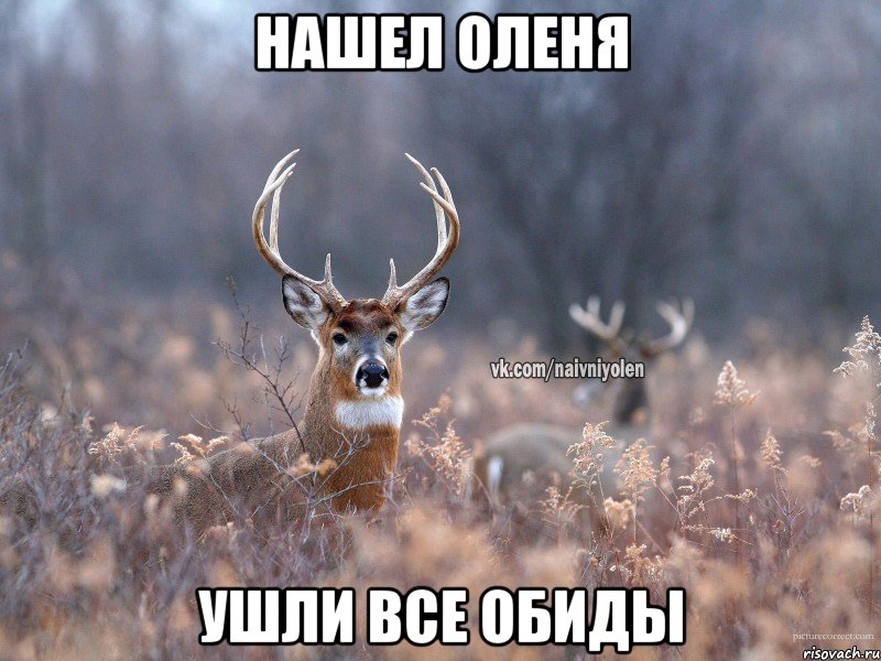 Нашел оленя Ушли все обиды, Мем   Наивный олень