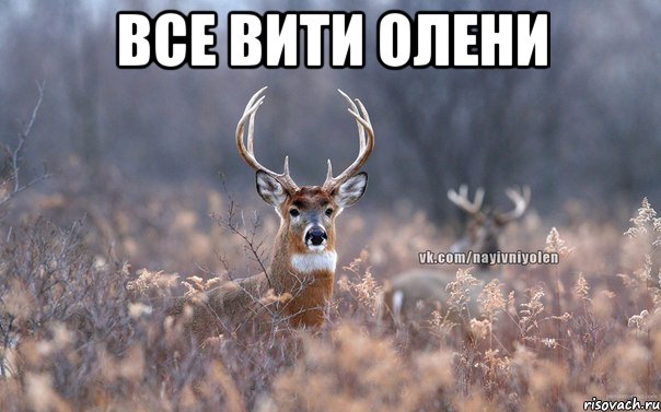 все Вити олени 