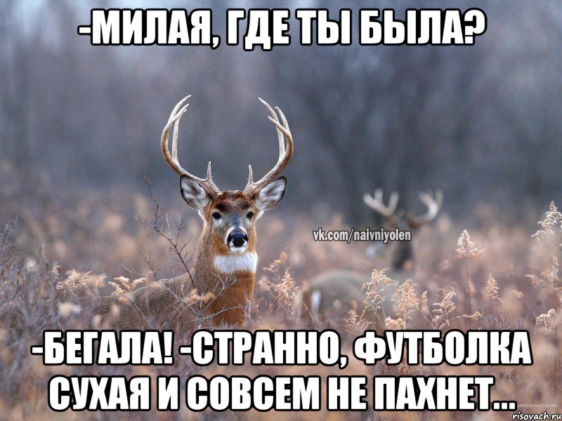 -Милая, где ты была? -Бегала! -Странно, футболка сухая и совсем не пахнет...