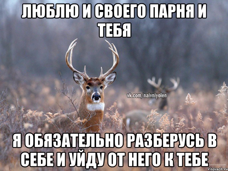 Люблю и своего парня и тебя Я обязательно разберусь в себе и уйду от него к тебе, Мем   Наивный олень