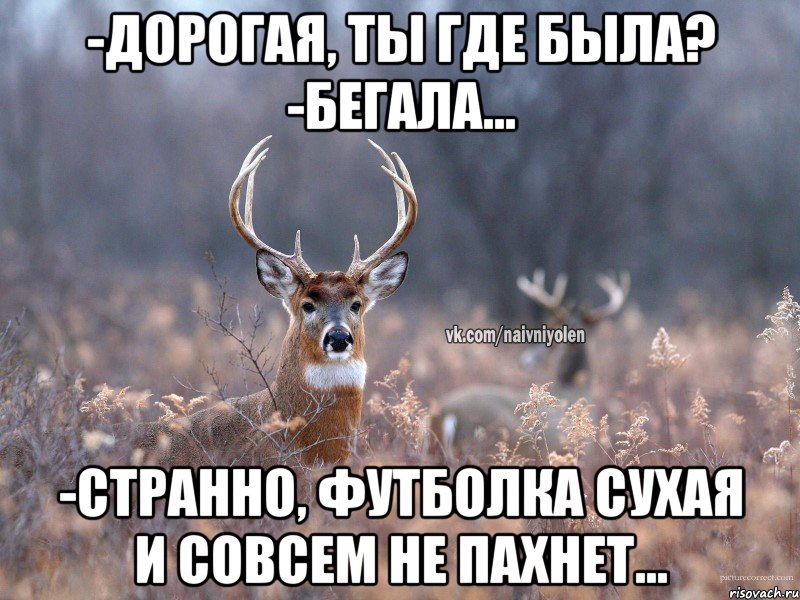 -Дорогая, ты где была? -Бегала... -Странно, футболка сухая и совсем не пахнет...