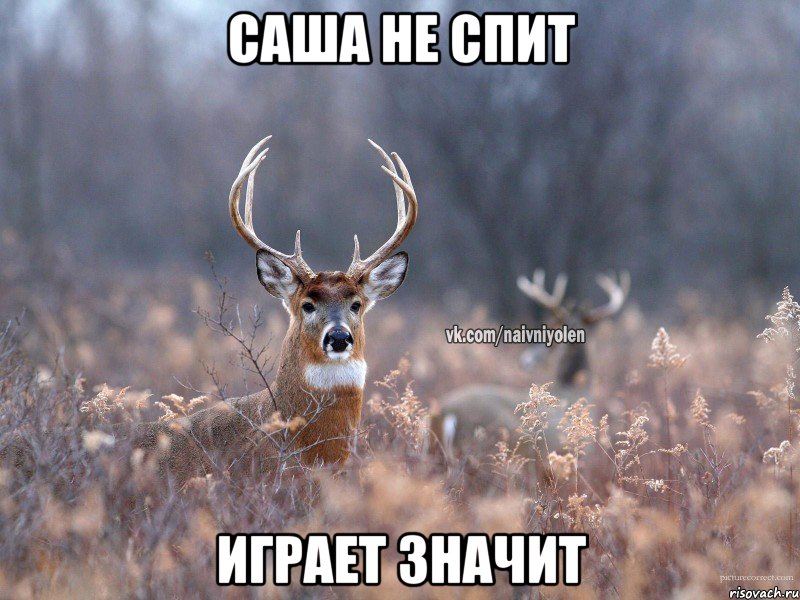 Саша не спит Играет значит