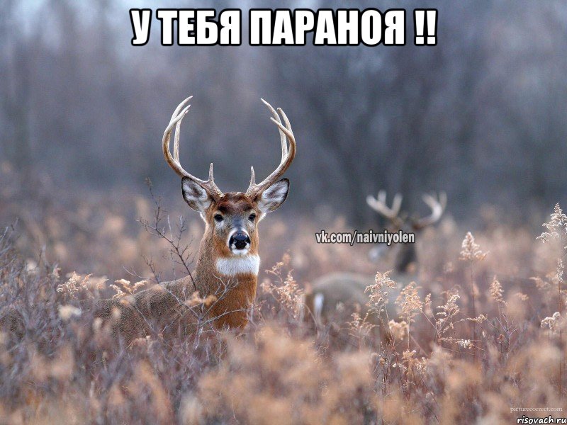 у тебя параноя !! 