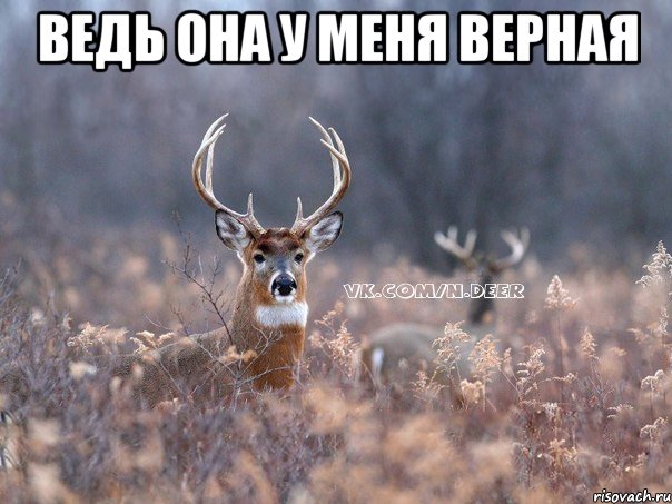 Ведь она у меня верная 