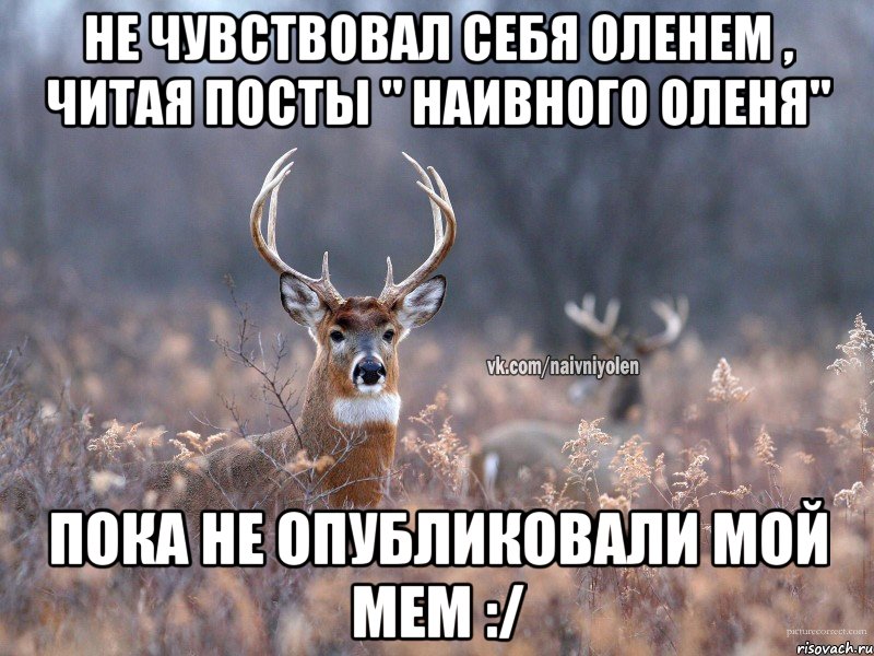 Не чувствовал себя оленем , читая посты " Наивного оленя" Пока не опубликовали мой мем :/