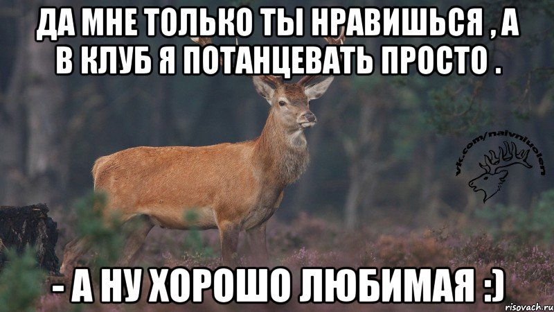 Да мне только ты нравишься , а в клуб я потанцевать просто . - а ну хорошо любимая :), Мем Наивный олень v3