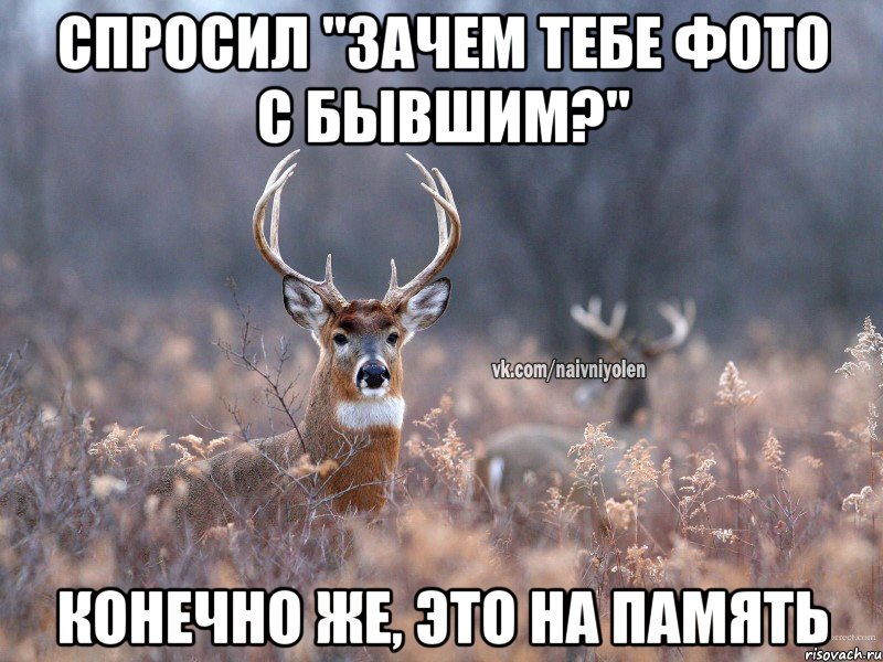 Спросил "зачем тебе фото с бывшим?" конечно же, это на память, Мем   Наивный олень