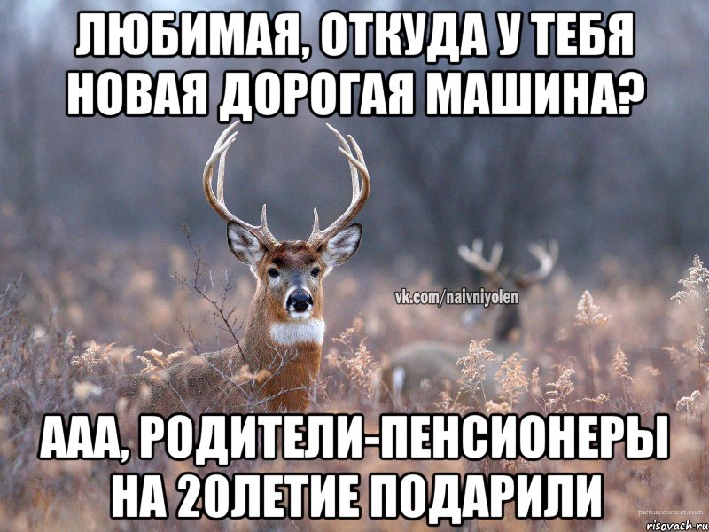 любимая, откуда у тебя новая дорогая машина? ааа, родители-пенсионеры на 20летие подарили, Мем   Наивный олень