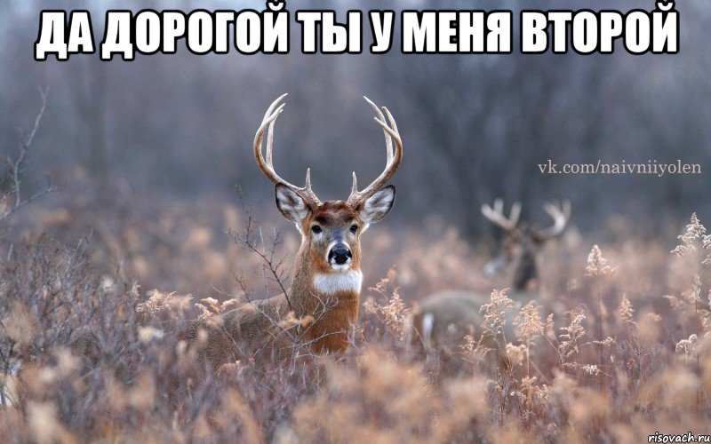 да дорогой ты у меня второй , Мем   Наивный олень