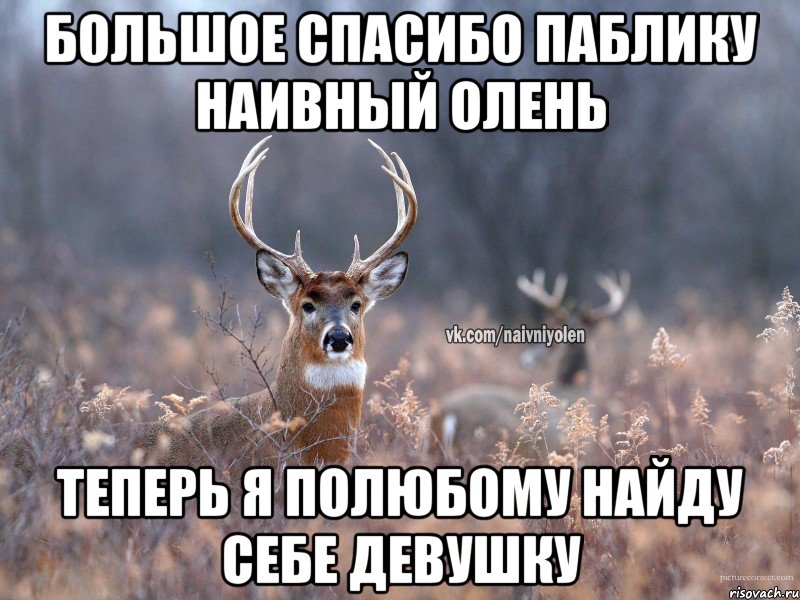 Большое спасибо паблику Наивный Олень Теперь я полюбому найду себе девушку, Мем   Наивный олень