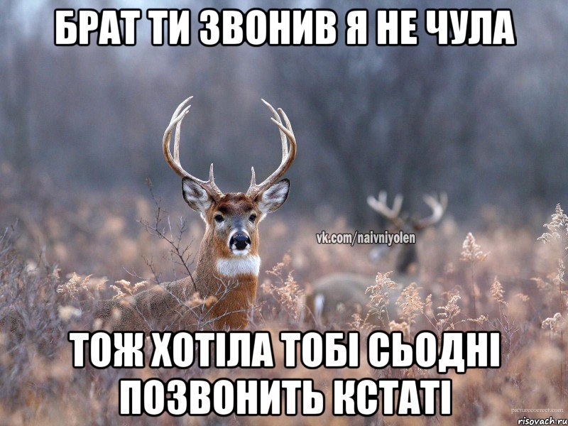 Брат ти звонив я не чула тож хотіла тобі сьодні позвонить кстаті, Мем   Наивный олень