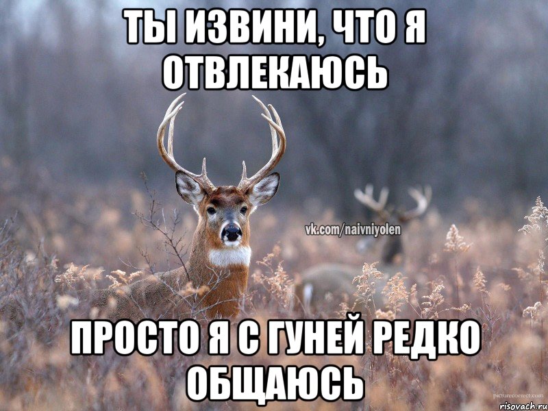 Ты извини, что я отвлекаюсь Просто я с Гуней редко общаюсь, Мем   Наивный олень