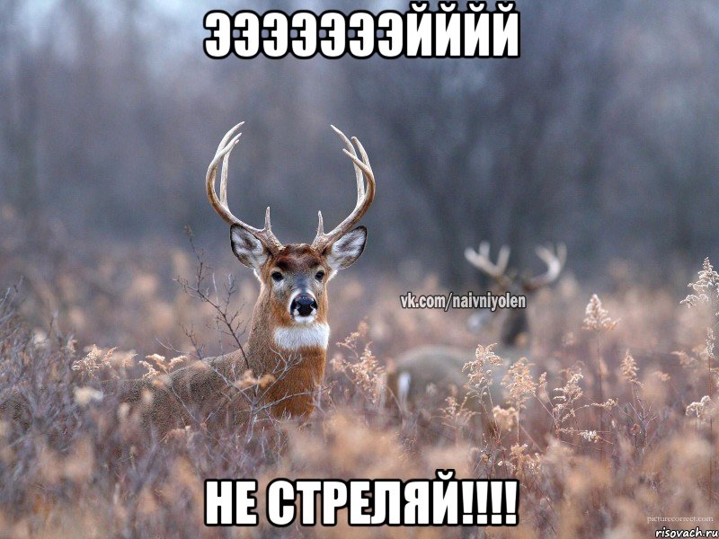 эээээээйййй не стреляй!!!!, Мем   Наивный олень