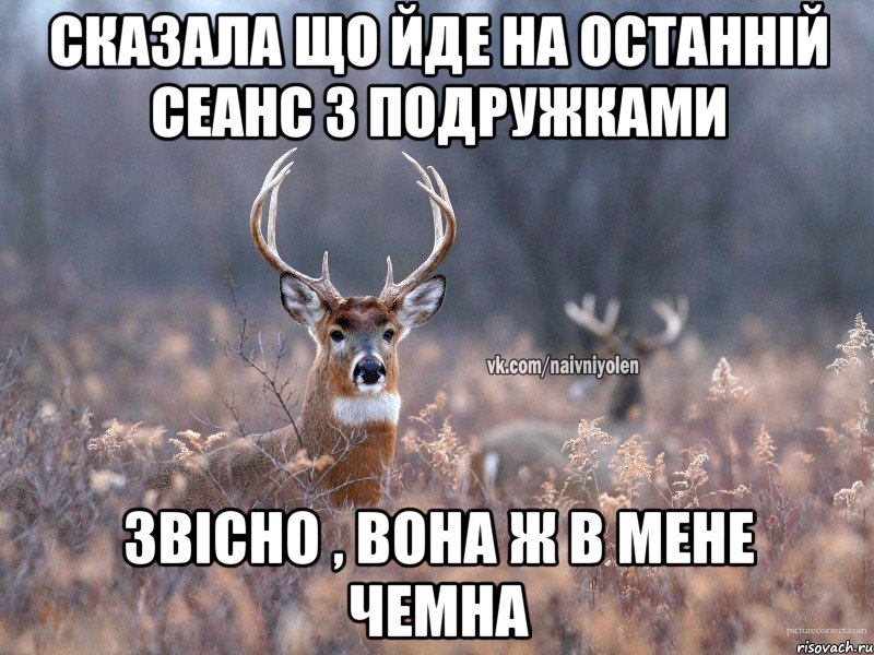 СКАЗАЛА ЩО ЙДЕ НА ОСТАННІЙ СЕАНС З ПОДРУЖКАМИ ЗВІСНО , ВОНА Ж В МЕНЕ ЧЕМНА, Мем   Наивный олень