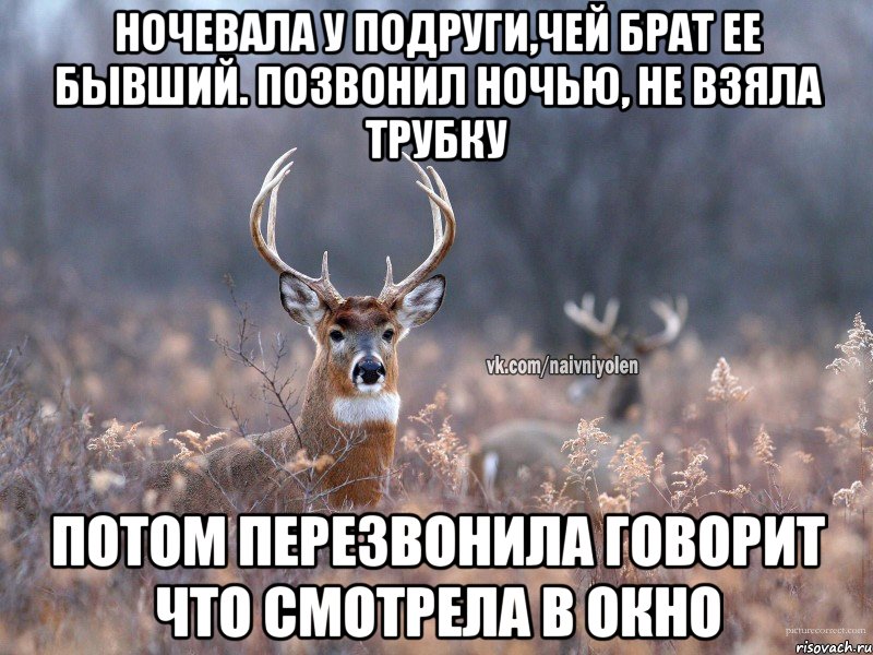 ночевала у подруги,чей брат ее бывший. позвонил ночью, не взяла трубку потом перезвонила говорит что смотрела в окно, Мем   Наивный олень