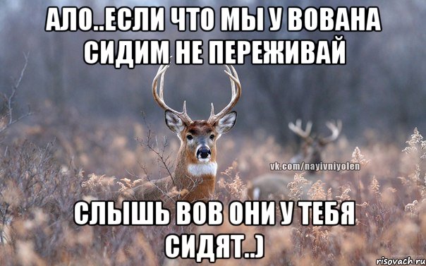 Ало..Если что мы у Вована сидим не переживай Слышь Вов они у тебя сидят..), Мем   Наивный олень