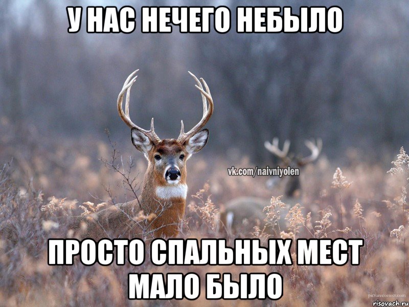 У НАС НЕЧЕГО НЕБЫЛО ПРОСТО СПАЛЬНЫХ МЕСТ МАЛО БЫЛО, Мем   Наивный олень