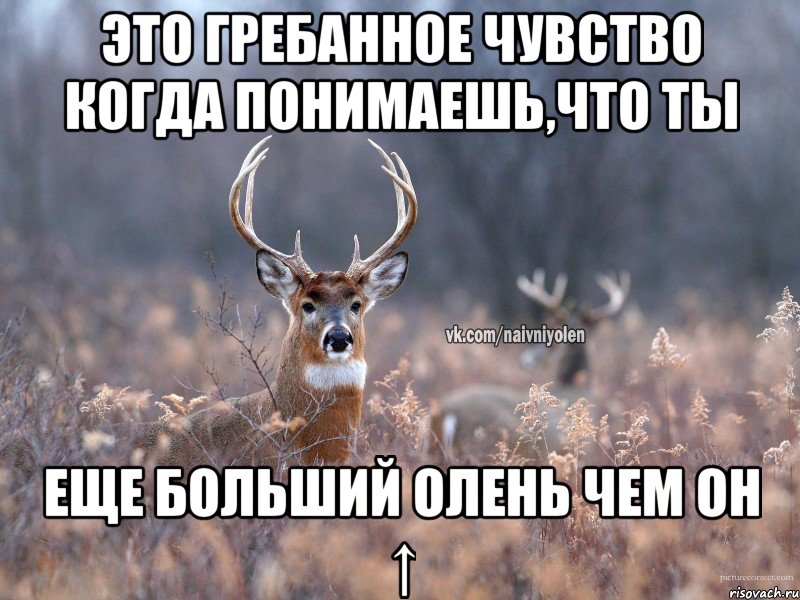 это гребанное чувство когда понимаешь,что ты еще больший олень чем он ↑, Мем   Наивный олень