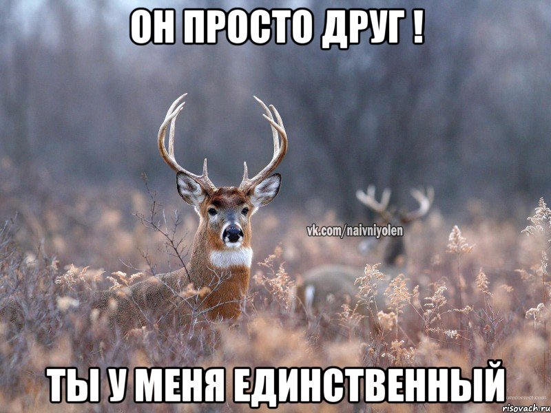 он просто друг ! ты у меня единственный, Мем   Наивный олень