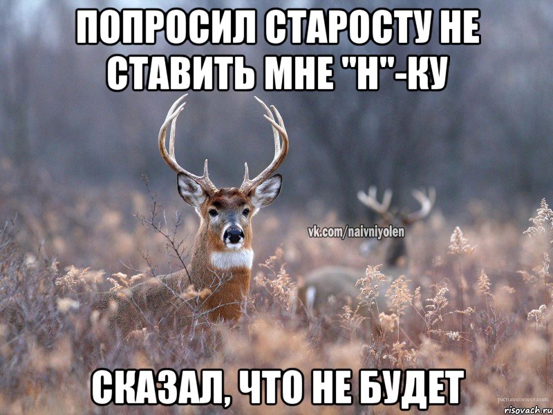 попросил старосту не ставить мне "н"-ку сказал, что не будет, Мем   Наивный олень