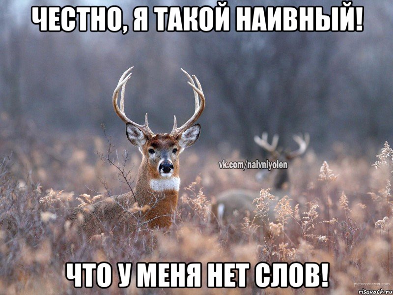 честно, я такой наивный! что у меня нет слов!, Мем   Наивный олень