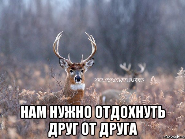  НАМ НУЖНО ОТДОХНУТЬ ДРУГ ОТ ДРУГА, Мем   Наивный олень