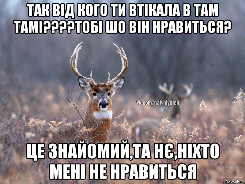 Так від кого ти втікала в там тамі????тобі шо він нравиться? це знайомий,та нє,ніхто мені не нравиться, Мем   Наивный олень