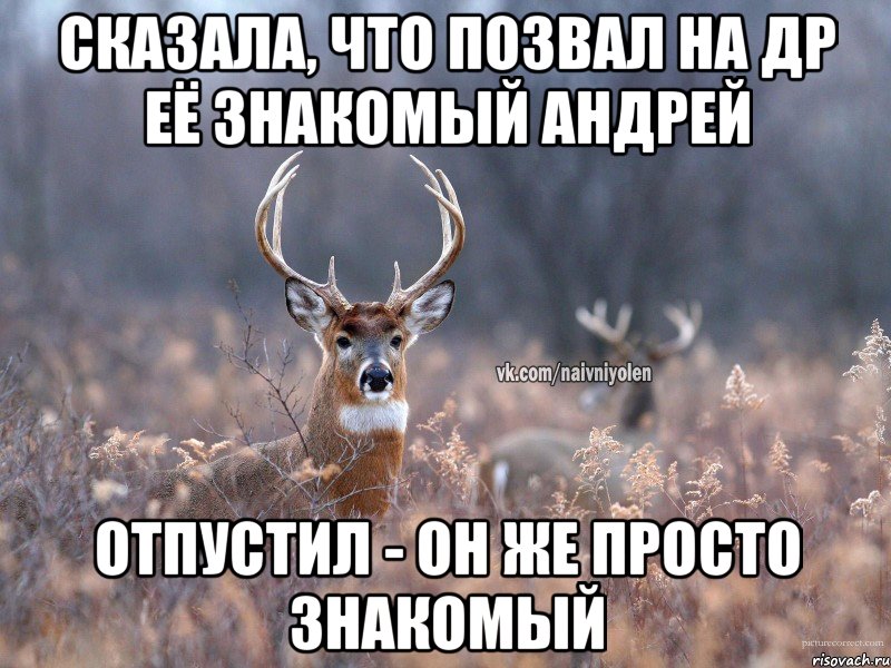 Сказала, что позвал на др её знакомый Андрей Отпустил - Он же просто знакомый, Мем   Наивный олень