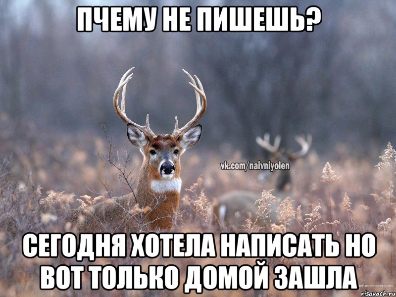 пчему не пишешь? сегодня хотела написать но вот только домой зашла, Мем   Наивный олень