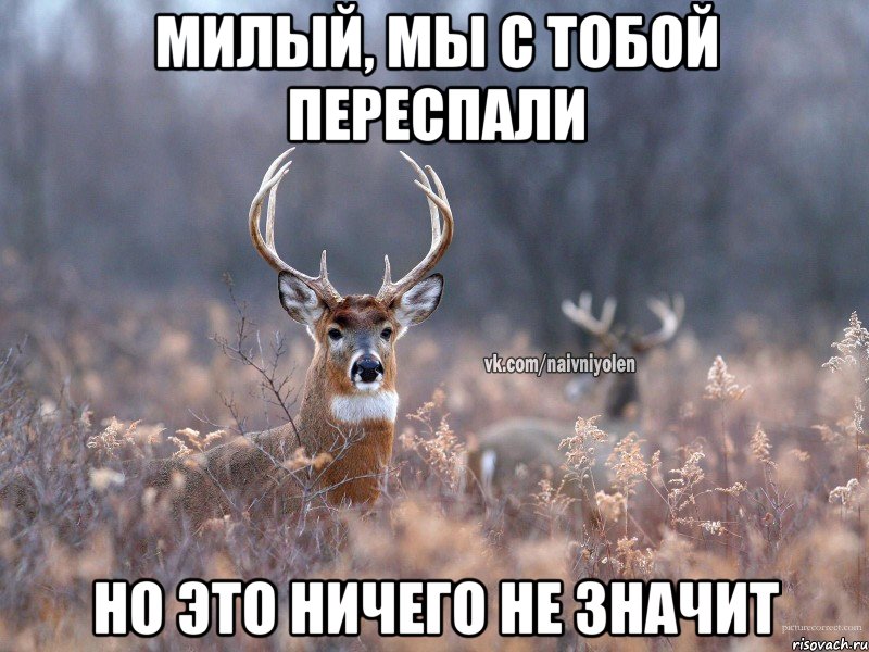 Милый, мы с тобой переспали Но это ничего не значит, Мем   Наивный олень