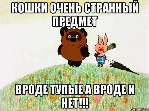 Кошки очень странный предмет вроде тупые а вроде и нет!!!