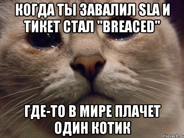 когда ты завалил SLA и тикет стал "Breaced" где-то в мире плачет один котик, Мем   В мире грустит один котик