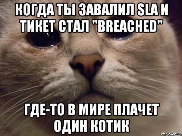 когда ты завалил SLA и тикет стал "Breached" где-то в мире плачет один котик, Мем   В мире грустит один котик