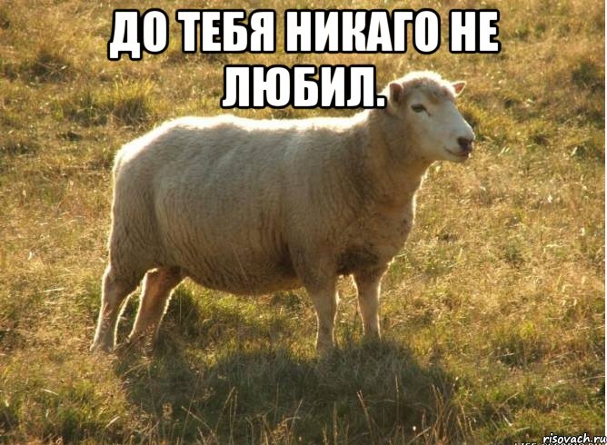 До тебя никаго не любил. , Мем Типичная овца