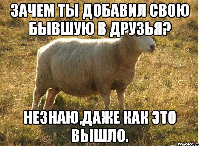 Зачем ты добавил свою бывшую в друзья? Незнаю,даже как это вышло., Мем Типичная овца