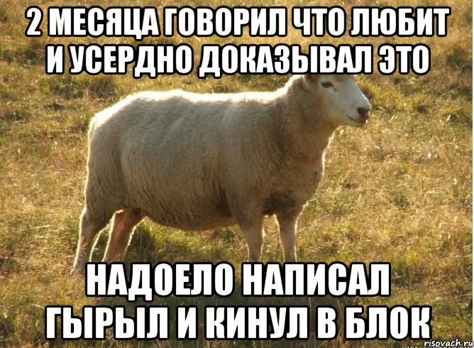 2 месяца говорил что любит и усердно доказывал это надоело написал гырыл и кинул в блок, Мем Типичная овца