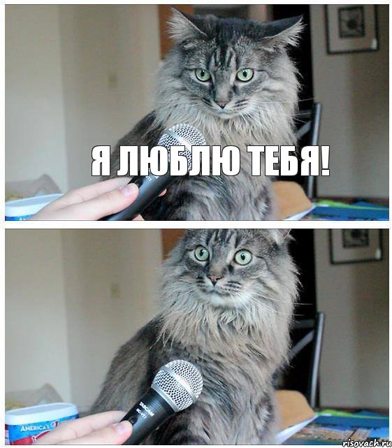 Я люблю тебя! , Комикс  кот с микрофоном