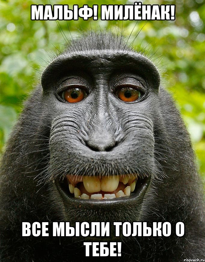 Малыф! Милёнак! Все мысли только о тебе!, Мем  Довольная обезьяна