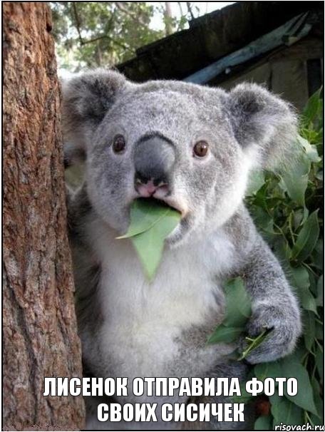 Лисенок отправила фото своих сисичек, Комикс коала
