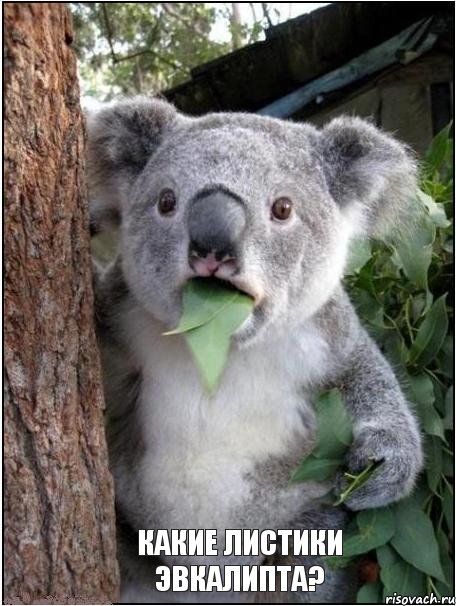 Какие листики эвкалипта?, Комикс коала